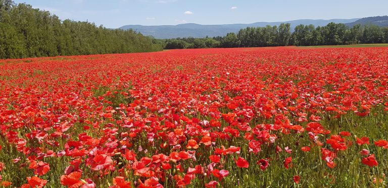 Coquelicots
